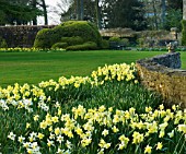 THE OLD RECTORY  HASELBECH  NORTHAMPTONSHIRE: DAFFODILS - NARCISSUS BINKIE AND BARLEYTHORPE IN SPRING - EVENING LIGHT