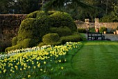 THE OLD RECTORY  HASELBECH  NORTHAMPTONSHIRE: DAFFODILS- NARCISSUS LAS VEGAS GROWING ON GRASS SLOPE WITH CLOUD PRUNED BOX HEDGING BEHIND. SEAT AND FRONT GATE.  EVENING LIGHT