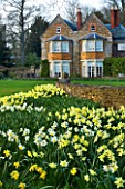 THE OLD RECTORY  HASELBECH  NORTHAMPTONSHIRE: DAFFODILS  (NARCISSI) GROWING BESIDE A STONE WALL WITH HOUSE BEHIND. EVENING LIGHT