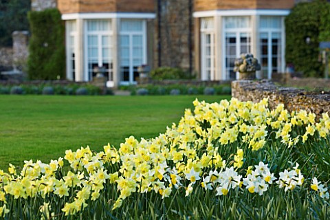 THE_OLD_RECTORY__HASELBECH__NORTHAMPTONSHIRE_DAFFODILS__NARCISSI_GROWING_BESIDE_A_STONE_WALL_WITH_HO
