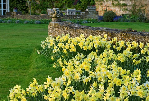 THE_OLD_RECTORY__HASELBECH__NORTHAMPTONSHIRE_DAFFODILS__NARCISSI_GROWING_BESIDE_A_STONE_WALL_WITH_HO