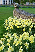 THE OLD RECTORY  HASELBECH  NORTHAMPTONSHIRE: DAFFODILS  (NARCISSI) GROWING BESIDE A STONE WALL WITH HOUSE BEHIND. EVENING LIGHT