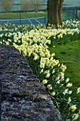THE OLD RECTORY  HASELBECH  NORTHAMPTONSHIRE: DAFFODILS  (NARCISSI) GROWING BESIDE A STONE WALL. EVENING LIGHT