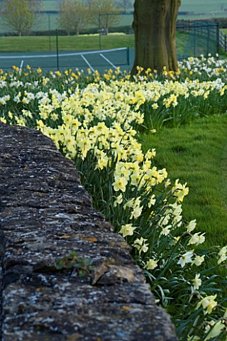 THE_OLD_RECTORY__HASELBECH__NORTHAMPTONSHIRE_DAFFODILS__NARCISSI_GROWING_BESIDE_A_STONE_WALL_EVENING