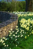 THE OLD RECTORY  HASELBECH  NORTHAMPTONSHIRE: DAFFODILS  (NARCISSI) GROWING BESIDE A STONE WALL. EVENING LIGHT