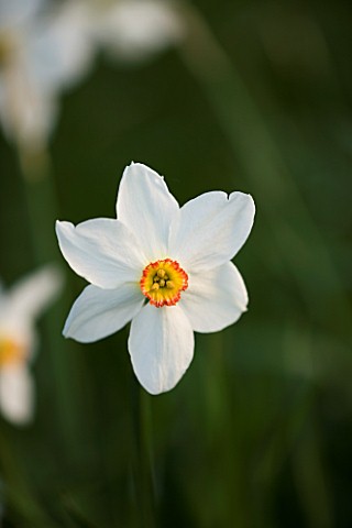 THE_OLD_RECTORY__HASELBECH__NORTHAMPTONSHIRE_CLOSE_UP_OF_NARCISSUS_ACTAEA
