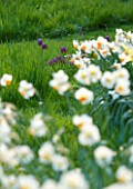 THE OLD RECTORY  HASELBECH  NORTHAMPTONSHIRE: NARCISSI AND SNAKES HEAD FRITILLARY - FRITILLARIA MELEAGRIS IN GRASS IN SPRING