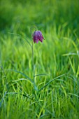 THE OLD RECTORY  HASELBECH  NORTHAMPTONSHIRE: SNAKES HEAD FRITILLARY - FRITILLARIA MELEAGRIS  IN GRASS IN SPRING