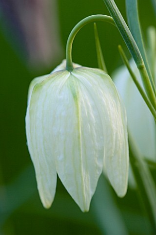 THE_OLD_RECTORY__HASELBECH__NORTHAMPTONSHIRE_WHITE_FLOWER_OF_THE_SNAKES_HEAD_FRITILLARY__FRITILLARIA