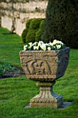 THE OLD RECTORY  HASELBECH  NORTHAMPTONSHIRE: ORNATE STONE URN ON THE LAWN IN SPRING PLANTED WITH YELLOW PANSIES