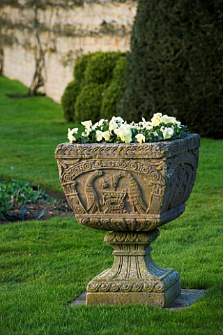 THE_OLD_RECTORY__HASELBECH__NORTHAMPTONSHIRE_ORNATE_STONE_URN_ON_THE_LAWN_IN_SPRING_PLANTED_WITH_YEL