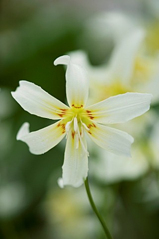 CLOSE_UP_OF_THE_WHITE_FLOWER_OF_ERYTHRONIUM_CALIFORNICUM_WHITE_BEAUTY_SPRING_ADDERS_TONGUE_SHADE