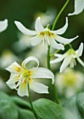 CLOSE UP OF THE WHITE FLOWER OF ERYTHRONIUM CALIFORNICUM WHITE BEAUTY. SPRING. ADDERS TONGUE. SHADE