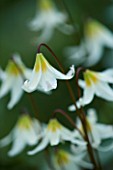 CLOSE UP OF THE WHITE FLOWER OF ERYTHRONIUM HOWELII. SHADE. SPRING