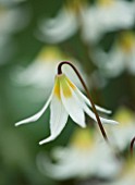 CLOSE UP OF THE WHITE FLOWER OF ERYTHRONIUM HOWELII. SHADE. SPRING