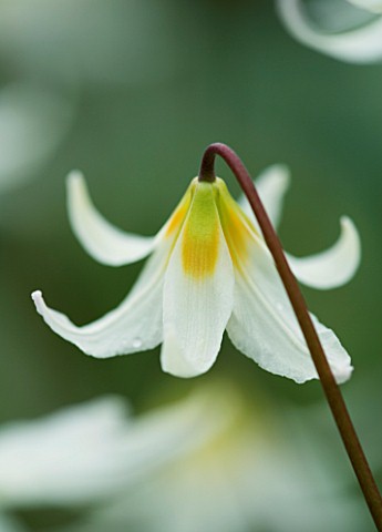 CLOSE_UP_OF_THE_WHITE_FLOWER_OF_ERYTHRONIUM_HOWELII_SHADE_SPRING