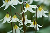 CLOSE UP OF THE WHITE FLOWERS OF ERYTHRONIUM HOWELII. SHADE. SPRING