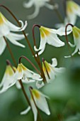 CLOSE UP OF THE WHITE FLOWERS OF ERYTHRONIUM HOWELII. SHADE. SPRING