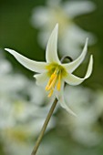 CLOSE UP OF THE FLOWER OF ERYTHRONIUM CALIFORNICUM AGM. SHADE. PALE YELLOW