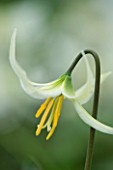CLOSE UP OF THE FLOWER OF ERYTHRONIUM CALIFORNICUM AGM. SHADE. PALE YELLOW