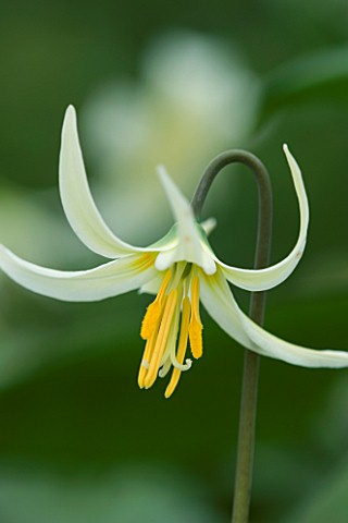 CLOSE_UP_OF_THE_FLOWER_OF_ERYTHRONIUM_CALIFORNICUM_AGM_SHADE_PALE_YELLOW
