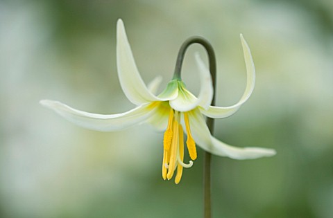 CLOSE_UP_OF_THE_FLOWER_OF_ERYTHRONIUM_CALIFORNICUM_AGM_SHADE_PALE_YELLOW