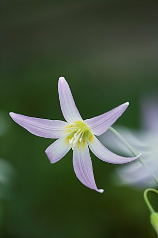 CLOSE_UP_OF_THE_PALE_PINK_AND_GREEN__FLOWER_OF_ERYTHRONIUM_HIDCOTE_SPRING_SHADE