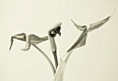 BLACK AND WHITE DUOTONE IMAGE OF ARISAEMA RINGENS