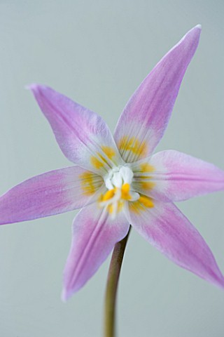 CLOSE_UP_OF_THE_PINK_FLOWER_OF_ERYTHRONIUM_HARVINGTON_WILD_SALMON_NEW_SELECTION