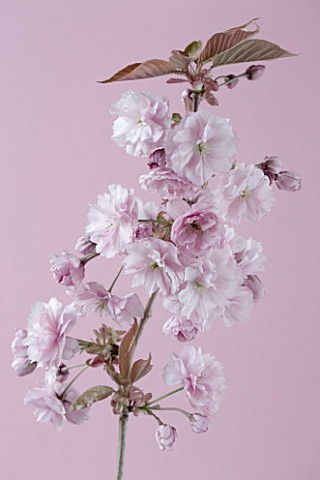 CLOSE_UP_OF_FLOWERS_OF_PRUNUS_KANZAN_ON_PINK_BACKGROUND