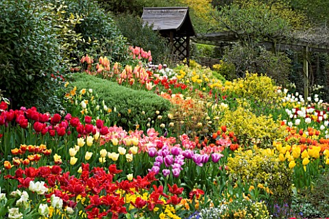 LITTLE_LARFORD__WORCESTERSHIRE_SPRING__VIEW_ALONG_BORDER_FILLED_WITH_TULIPS_TOP_A_WOODEN_COVERED_SEA