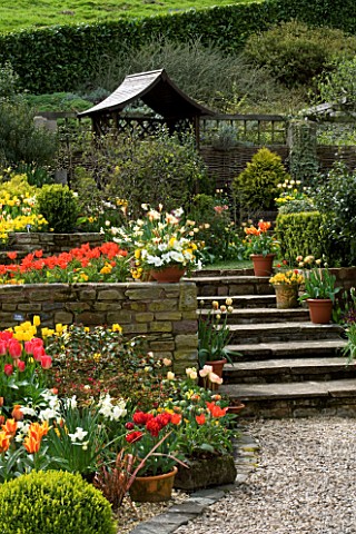 LITTLE_LARFORD__WORCESTERSHIRE_SPRING__VIEW_UP_SOME_STEPS_WITH_CONTAINERS_FILLED_WITH_TULIPS_TO_A__W