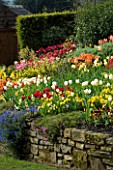 LITTLE LARFORD  WORCESTERSHIRE. SPRING - VIEW ACROSS THE GARDEN WITH A STONE WALL AND TULIPS. SLOPE