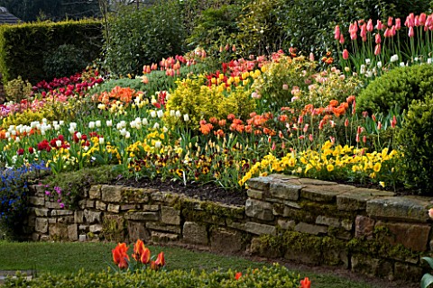 LITTLE_LARFORD__WORCESTERSHIRE_SPRING__VIEW_ACROSS_THE_GARDEN_WITH_A_STONE_WALL_AND_TULIPS_SLOPE