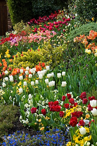 LITTLE_LARFORD__WORCESTERSHIRE_SPRING__VIEW_ACROSS_THE_GARDEN_WITH_TULIPS_SLOPE