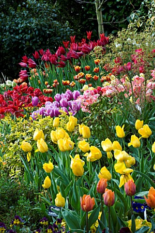 LITTLE_LARFORD__WORCESTERSHIRE_SPRING__VIEW_ACROSS_THE_GARDEN_WITH_TULIPS_SLOPE