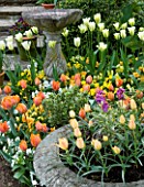 LITTLE LARFORD  WORCESTERSHIRE. SPRING - STONE BIRD BATH AND CONTAINER WITH TULIP BATALINII  TULIP PRINSES IRENE AND TULIP SPRING GREEN
