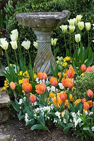 LITTLE_LARFORD__WORCESTERSHIRE_SPRING__STONE_BIRD_BATH_AND_CONTAINER_WITH_TULIP_PRINSES_IRENE_AND_TU