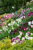 LITTLE LARFORD  WORCESTERSHIRE. SPRING - MASSED TULIPS IN THE FRONT BED