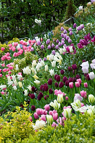 LITTLE_LARFORD__WORCESTERSHIRE_SPRING__MASSED_TULIPS_IN_THE_FRONT_BED