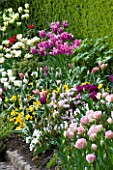 LITTLE LARFORD  WORCESTERSHIRE. SPRING - MASSED TULIPS IN THE FRONT BED