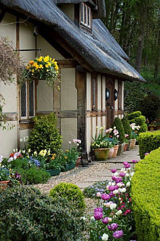 LITTLE_LARFORD__WORCESTERSHIRE_SPRING__THE_FRONT_OF_THE_COTTAGE_WITH_TULIPS_AND_HANGING_BASKET