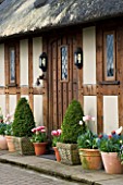 LITTLE LARFORD  WORCESTERSHIRE. SPRING - THE FRONT DOOR OF THE COTTAGE WITH CONTAINERS OF TULIPS AND CLIPPED BOX