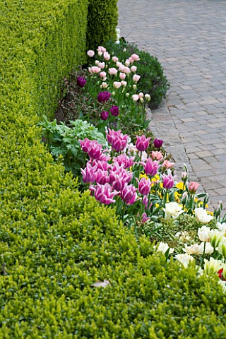 LITTLE_LARFORD__WORCESTERSHIRE_SPRING__MASSED_TULIPS_BESIDE_THE_FRONT_DRIVE_WITH_BOX_HEDGING