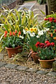 LITTLE LARFORD  WORCESTERSHIRE. SPRING - GRAVEL TERRACE WITH TULIPS  DAFFODILS AND PHORMIUM