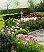 LITTLE LARFORD  WORCESTERSHIRE. SPRING - PINK AND WHITE TULIPS BESIDE BOX HEDGE AND WELL