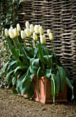 LITTLE LARFORD  WORCESTERSHIRE. SPRING - WHITE TULIPS IN TERRACOTTA CONTAINER BENEATH THE PERGOLA