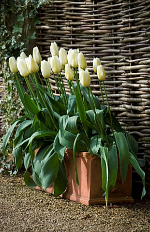 LITTLE_LARFORD__WORCESTERSHIRE_SPRING__WHITE_TULIPS_IN_TERRACOTTA_CONTAINER_BENEATH_THE_PERGOLA