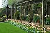 LITTLE LARFORD  WORCESTERSHIRE. SPRING - PERGOLA UNDERPLANTED WITH TULIPS WITH WOODEN SEAT