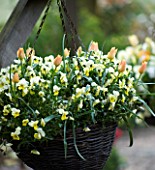 LITTLE LARFORD  WORCESTERSHIRE. SPRING - HANGING BASKET PLANTED WITH VIOLAS AND BATALINII TULIPS